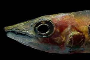 Jaws Prints: Freshwater Barracuda