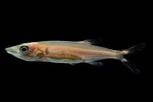 Freshwater Prints: Freshwater Barracuda