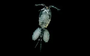 Pigment Prints: Freshwater Copepod (Cyclops)