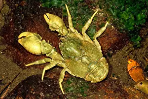 Chilean Prints: Freshwater Crab