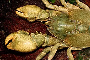 Arthropod Prints: Freshwater Crab