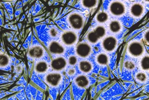Algae Prints: Freshwater Cyanobacteria under a microscope