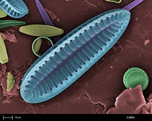 Nature, History, Science Prints: Freshwater Diatom, under a microscope (SEM)