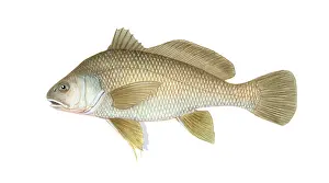 Drum Prints: Freshwater Drum