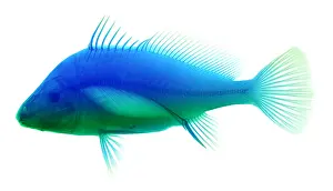 Freshwater Prints: Freshwater Drum Fish, X-Ray