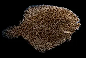 Amazonian Prints: Freshwater Flounder