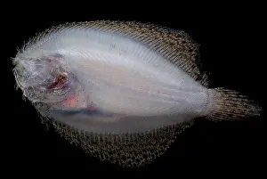 Amazonian Prints: Freshwater Flounder