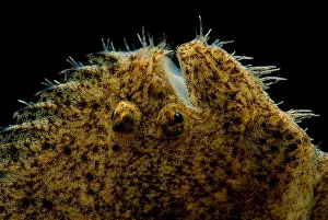 Freshwater Prints: Freshwater Flounder
