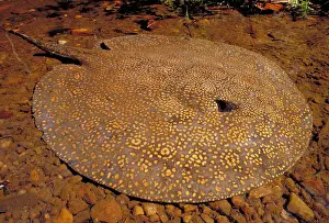 Swim Prints: Freshwater stingray
