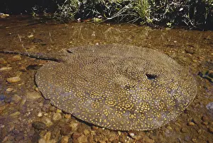 Spot Prints: Freshwater Stingray