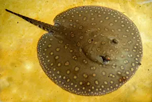 Sting Prints: Freshwater Stingray