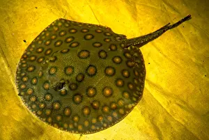 Peruvian Prints: Freshwater Stingray