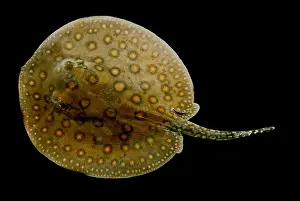 Peruvian Prints: Freshwater Stingray