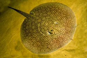 Freshwater Prints: Freshwater Stingray
