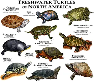 Poster Prints: Freshwater Turtles of North America