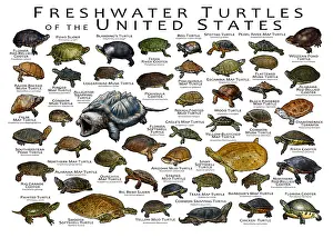 Maps Prints: Freshwater Turtles of the United States