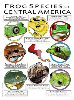 Maps Prints: Freshwater Turtles of the United States