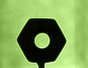 Shape Prints: Fresnel Diffraction by Nut