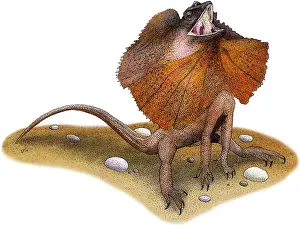 Dragon Prints: Frill-Necked Lizard
