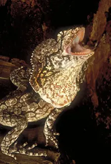 Lizard Prints: Frill necked lizard