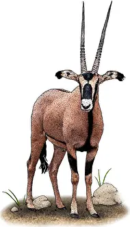 Bovidae Prints: Fringe Eared Oryx
