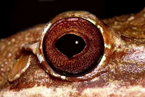 Hole Prints: Fringe Limb Tree Frog