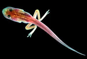 Development Prints: Fringe-limbed Glass Frog Tadpole