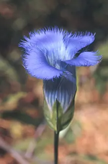 Wildflowers Prints: Fringed Gentian