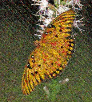 Mosaic Prints: Fritillary Butterfly Mosaic