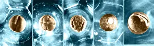 Late Prints: Frog Eggs