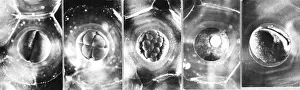 Early Prints: Frog Eggs