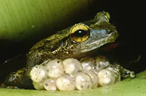 Fathers Prints: Frog guarding his eggs