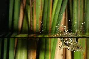 2004 Prints: Frog jumps into water