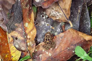 Misc 2 Prints: Frog On Leaf