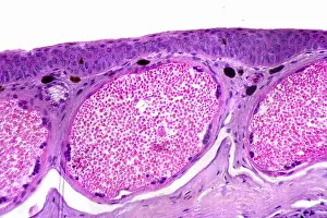 Horizontal Prints: Frog Skin Section light micrograph