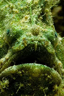 Lophiiformes Prints: Frogfish