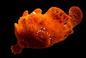 Lophiiformes Prints: Frogfish