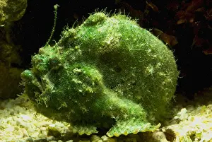 Angler Prints: Frogfish