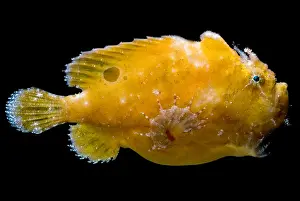 Angler Prints: Frogfish