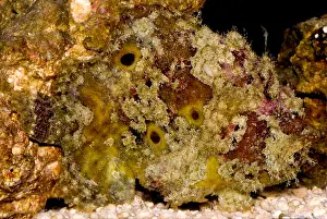 Angler Prints: Frogfish