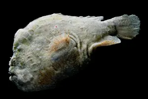 Weird Prints: Frogfish