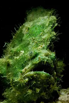 Predator Prints: Frogfish