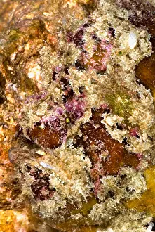 Predator Prints: Frogfish