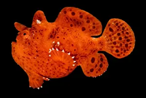 Predator Prints: Frogfish