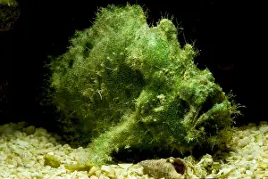 Predator Prints: Frogfish