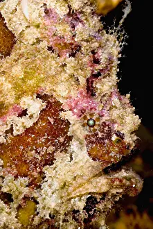 Predator Prints: Frogfish