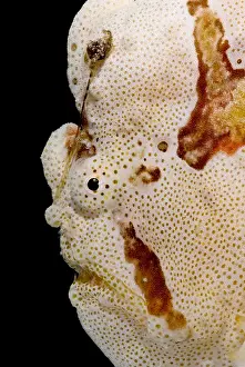 Fish Prints: Frogfish Face