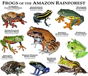 Clown Prints: Frogs of the Amazon Rainforest
