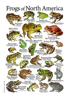 Tree Prints: Frogs of North America