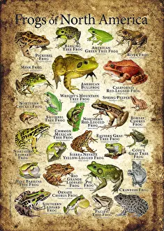 Leopard Prints: Frogs of North America